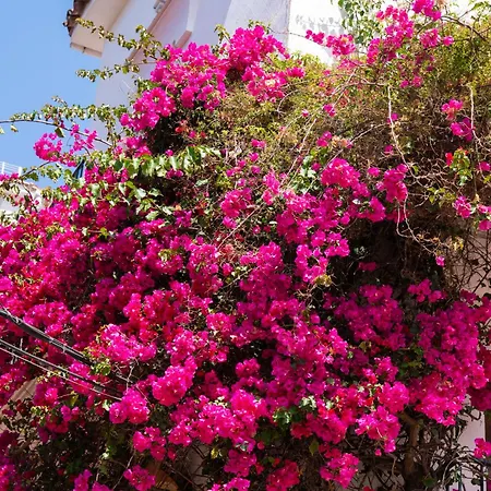 Apartamento Jardines Del Mar 527 *
